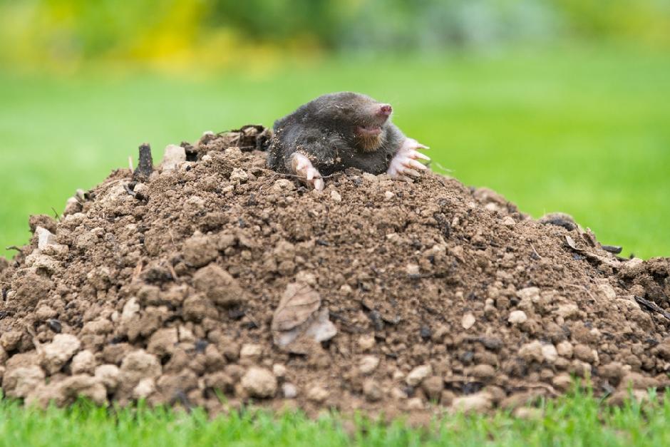 Imate problem s krticama? Evo četiri prirodna načina da ih se riješite bez hemije!
