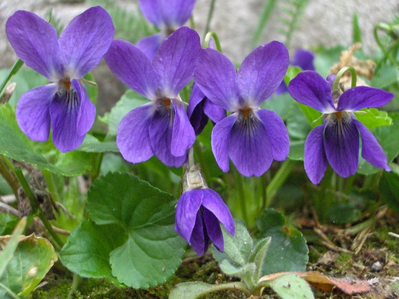 Ljekovita svojstva ljubičice – mali cvijet sa velikom moći
