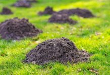 Krtice će ODMAH napustiti vašvrt bez zamki i otrova..