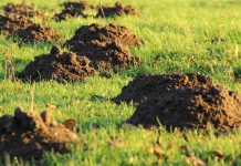 Imate problem s krticama? Evo četiri prirodna načina da ih se riješite bez hemije! Imate problem s krticama? Evo četiri prirodna načina da ih se riješite bez hemije!