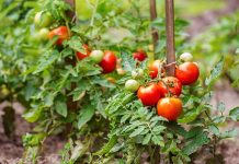 Baštovanski trik: Posadite ove biljke uz paradajz i rađat će kao lud! Baštovanski trik: Posadite ove biljke uz paradajz i rađat će kao lud!