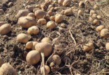 UBACITE 1 VOĆKU U VREĆU SA KROMPIROM I SPREČIĆETE KLIJANJE: Malo ko je znao da se u tome krije TRIK