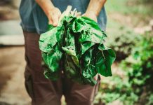 Evo zašto je blitva odlična za vaše telo i kako napraviti savršenu salatu od blitve i krompira