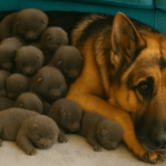 Muškarac je na putu pronašao trudnu nemačku ovčarku; kada je pas oštenio, veterinar je iznenađeno otkrio ko se pojavio na svetu.