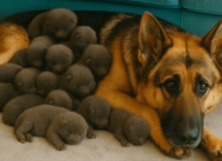 Muškarac je na putu pronašao trudnu nemačku ovčarku; kada je pas oštenio, veterinar je iznenađeno otkrio ko se pojavio na svetu.