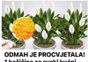 ODMAH JE PROCVJETALA! 1 kašičica za svaki kućni cvijet i bujno cvjetanje je zagarantovano!