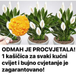 ODMAH JE PROCVJETALA! 1 kašičica za svaki kućni cvijet i bujno cvjetanje je zagarantovano!