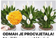 ODMAH JE PROCVJETALA! 1 kašičica za svaki kućni cvijet i bujno cvjetanje je zagarantovano!