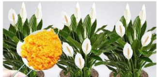 ODMAH JE PROCVJETALA! 1 kašičica za svaki kućni cvijet i bujno cvjetanje je zagarantovano!