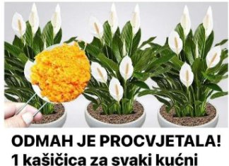 ODMAH JE PROCVJETALA! 1 kašičica za svaki kućni cvijet i bujno cvjetanje je zagarantovano!