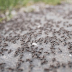 BJEŽE KAO LUDI: Ovo je “bijela smrt” za mrave, a nije ni so, ni soda bikarbona!