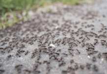 BJEŽE KAO LUDI: Ovo je “bijela smrt” za mrave, a nije ni so, ni soda bikarbona!