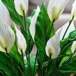 Muka vam je od čekanja da vaš spathiphyllum procvjeta? Ovih šest savjeta promijenilo je sve za mene