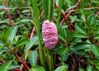 Stručnjaci upozorili: ‘Budite oprezni ako primijetite ružičaste kuglice u vrtu, to je velika opasnost!‘