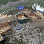 Tokom šetnje kroz šumu primetio sam čudne žute kuglice koje su ličile na pečurke — ono što su zapravo bile me je iznenadilo.