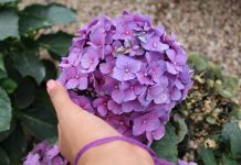 Jedna greška s hortenzijom u studenom mogla bi vas koštati cvijeća sljedeće godine: Ovo je najsigurniji način da ih uništite
