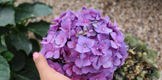 Jedna greška s hortenzijom u studenom mogla bi vas koštati cvijeća sljedeće godine: Ovo je najsigurniji način da ih uništite