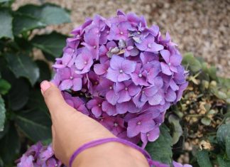 Jedna greška s hortenzijom u studenom mogla bi vas koštati cvijeća sljedeće godine: Ovo je najsigurniji način da ih uništite