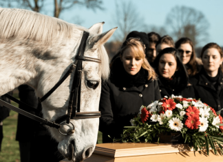Mislili su da je konj pobegao od tuge, a onda se pojavio na sahrani: Njegov oproštaj od vlasnika bio je dirljiviji od bilo kog govora.