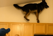 U poslednje vreme moj pas je stalno penjao na gornje kuhinjske ormariće i glasno režao. U početku sam mislila da je poludeo, ali sam na kraju shvatila na šta tačno laje.