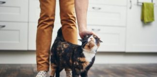 TRLJA LI SE MAČKA UZ VAŠE NOGE: Evo šta vam pokušava reći