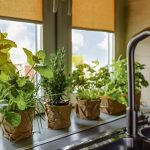 9 biljaka za koje se smatra da ubijaju porodičnu sreću: Odmah ih izbacite iz kuće