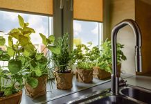 9 biljaka za koje se smatra da ubijaju porodičnu sreću: Odmah ih izbacite iz kuće