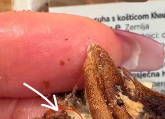 Jedan rez bio je dovoljan da se sve promijeni…