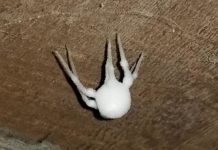 Pronašao Bijelu Čudnu Stvar u Podrumu, Majka je Pocrvenila od Straha Pronašao Bijelu Čudnu Stvar u Podrumu, Majka je Pocrvenila od Straha - featured image