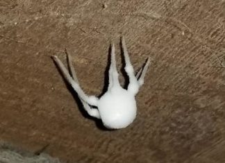 Pronašao Bijelu Čudnu Stvar u Podrumu, Majka je Pocrvenila od Straha Pronašao Bijelu Čudnu Stvar u Podrumu, Majka je Pocrvenila od Straha - featured image