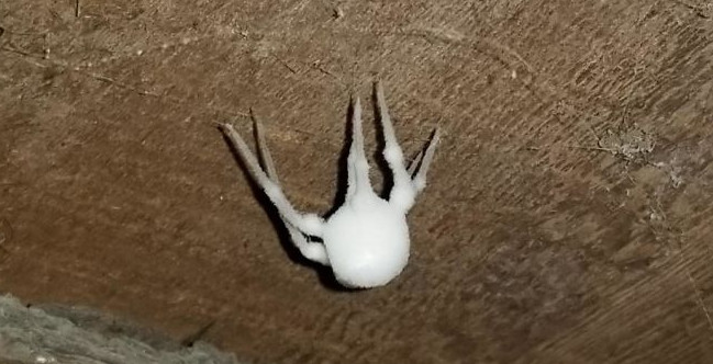 Pronašao Bijelu Čudnu Stvar u Podrumu, Majka je Pocrvenila od Straha - featured image Pronašao Bijelu Čudnu Stvar u Podrumu, Majka je Pocrvenila od Straha - featured image