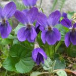 Ljekovita svojstva ljubičice – mali cvijet sa velikom moći Ljekovita svojstva ljubičice – mali cvijet sa velikom moći