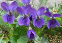 Ljekovita svojstva ljubičice – mali cvijet sa velikom moći Ljekovita svojstva ljubičice – mali cvijet sa velikom moći