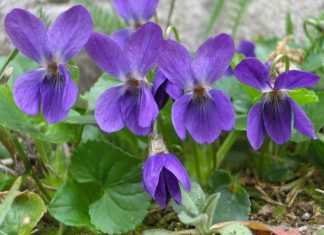 Ljekovita svojstva ljubičice – mali cvijet sa velikom moći Ljekovita svojstva ljubičice – mali cvijet sa velikom moći