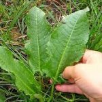 NEKAD SMO JE BRALI PO LIVADAMA: Skupa I Rijetka Namirnica Pospješuje Rad Jetre I Creva