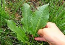 NEKAD SMO JE BRALI PO LIVADAMA: Skupa I Rijetka Namirnica Pospješuje Rad Jetre I Creva