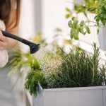 Ako vam je biljke uhvatio prvi mraz, to ne znači da treba da ih bacite: Evo kako ih možete spasiti