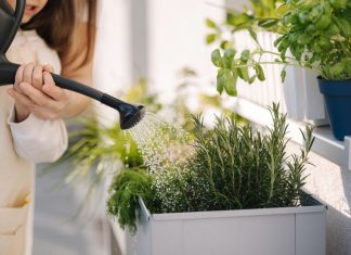 Ako vam je biljke uhvatio prvi mraz, to ne znači da treba da ih bacite: Evo kako ih možete spasiti