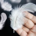 Šta znači kada nađete belo pero: Veruje se da nosi 8 poruka