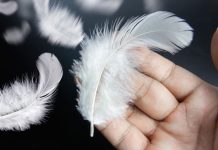 Šta znači kada nađete belo pero: Veruje se da nosi 8 poruka