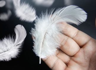 Šta znači kada nađete belo pero: Veruje se da nosi 8 poruka