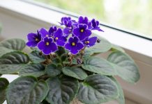 Domaća infuzija za afričke ljubičice: Zalijte ih ovim jednom nedeljno i za nekoliko dana pupoljci će preplaviti saksiju