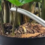 Kako da presadite zamiju čim je kupite? 7 koraka da biljka koja privlači novac bez stresa pusti nove listove