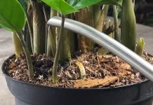 Kako da presadite zamiju čim je kupite? 7 koraka da biljka koja privlači novac bez stresa pusti nove listove