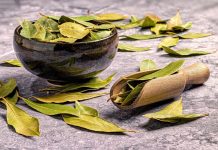 Gde da stavite lovor kako biste privukli sreću? Priziva dobru energiju i popravlja san, a tera insekte