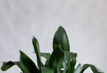 Nemate sunce u stanu? Ove kućne biljke preživljavaju i u mraku!