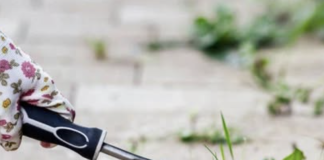 Na vrijeme spriječite pojavu korova: Ključno je napraviti ovo tokom zime