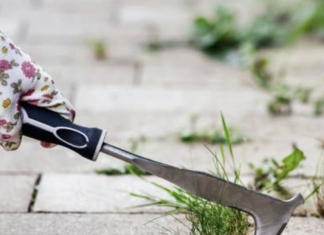 Na vrijeme spriječite pojavu korova: Ključno je napraviti ovo tokom zime