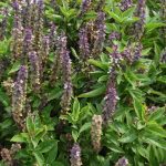 Bosiljak nije samo začin: Otkrivamo zašto je ova biljka sa prozora pravo blago