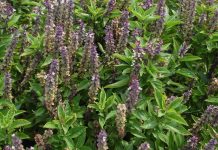 Bosiljak nije samo začin: Otkrivamo zašto je ova biljka sa prozora pravo blago